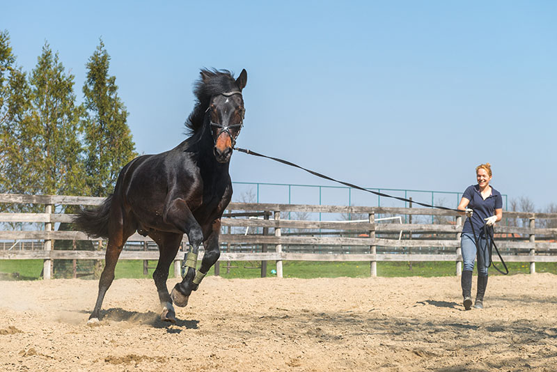 Horse-Training